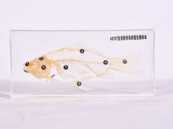 魚骨骼標本（包埋）