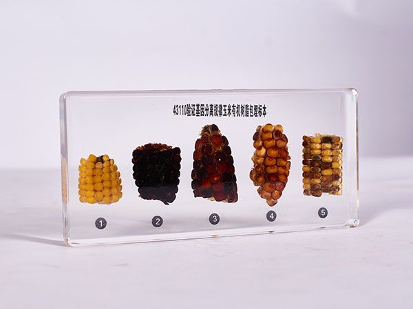 中學生物儀器