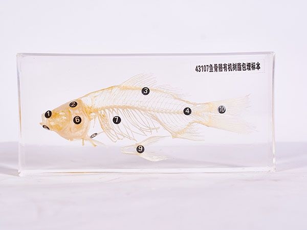 魚骨骼標本（包埋）