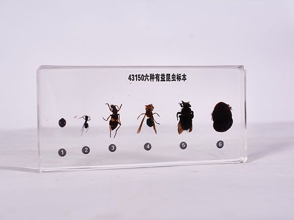 益蟲標本（包埋）