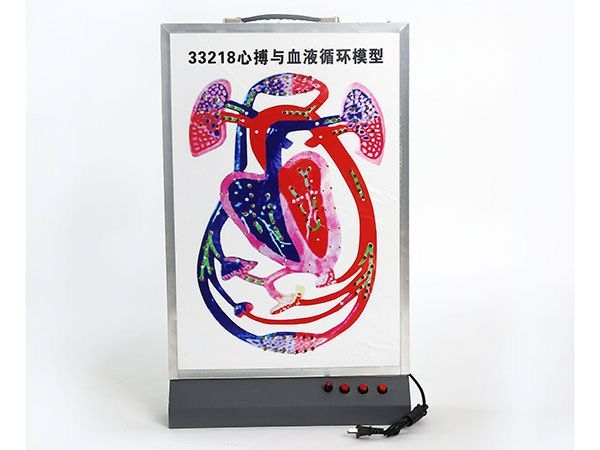 心搏與血液循環模型