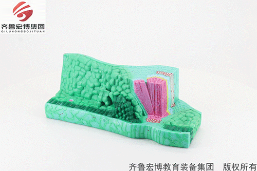 葉構造模型